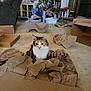 cat, calico_cat, packing_paper, cardboard, carpet, armchair, bookshelf, books, fireplace, flowers, decor, indoor, furniture, pet, animal, household, cozy, room, crumpled_paper, relaxed