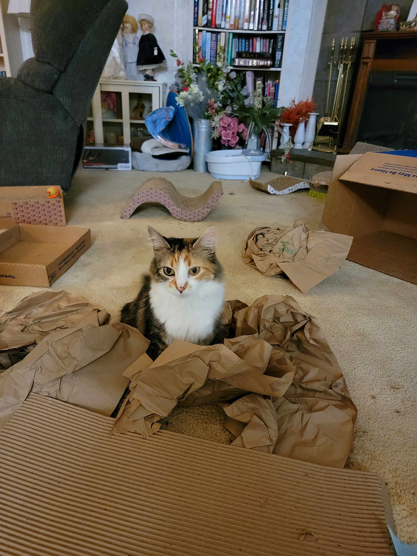 Ms.ellie is registered to the contest to win money with this photo: cat, calico_cat, packing_paper, cardboard, carpet, armchair, bookshelf, books, fireplace, flowers, decor, indoor, furniture, pet, animal, household, cozy, room, crumpled_paper, relaxed