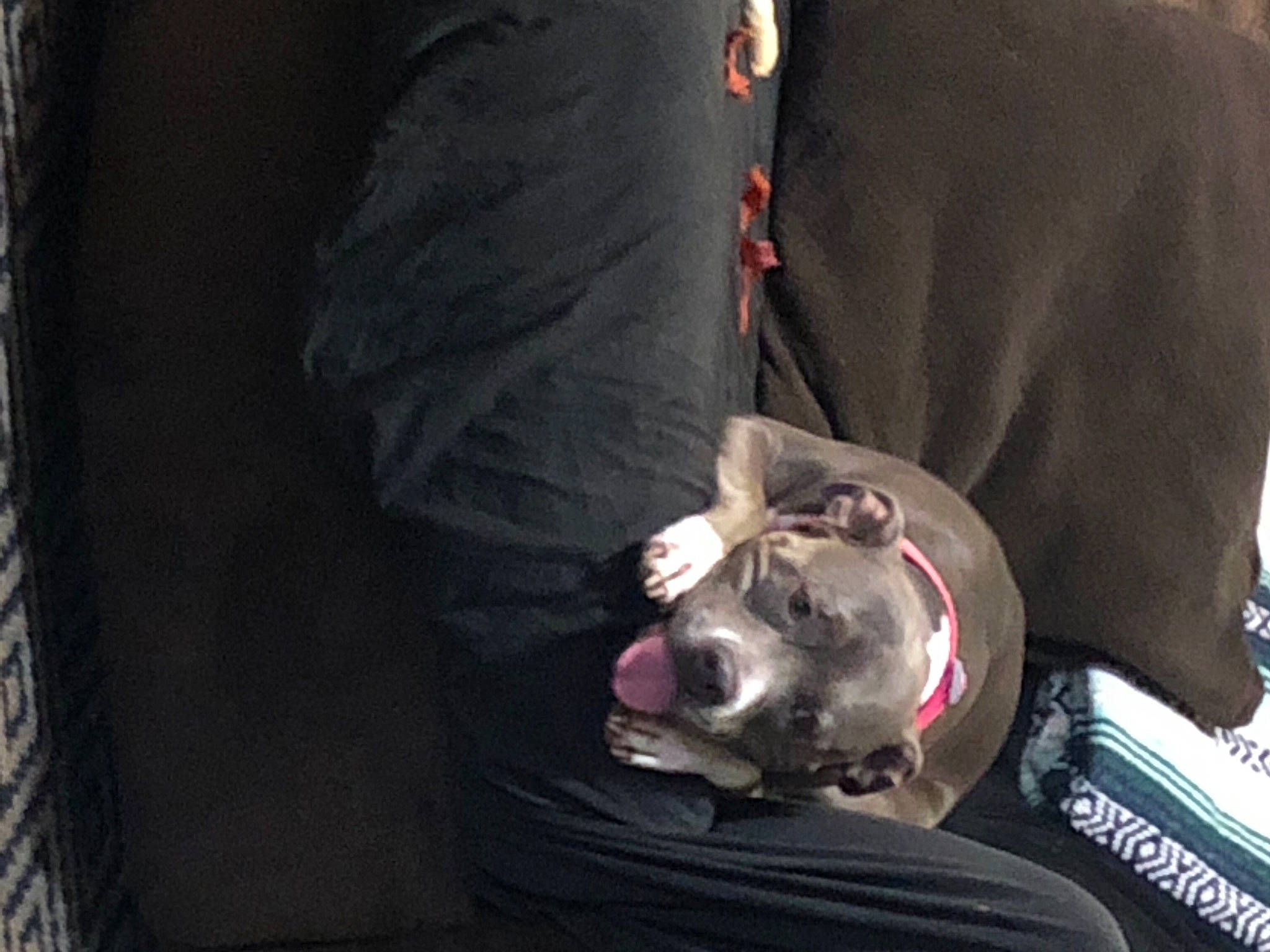 Nala joined the competition — help win amazing prizes! canidae, carnivore, comfort, companion_dog, darkness, dog, dog_breed, dog_supply, fur, grey, nap, non_sporting_group, sleeve, snout, sporting_group, whiskers, yawn