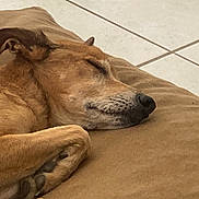 Gabi a rejoint le concours — aidez-le/la à gagner de superbes lots ! animal, brown_cushion, canine, close_up, companion, dog, domestic_animal, ear, fur, home, indoor, paw, peaceful, pet, quiet, relaxation, resting, sleeping, snout, tile_floor