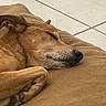 animal, brown_cushion, canine, close_up, companion, dog, domestic_animal, ear, fur, home, indoor, paw, peaceful, pet, quiet, relaxation, resting, sleeping, snout, tile_floor