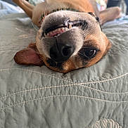 Ellibee joined the competition — help win amazing prizes! dog, pet, bed, upside_down, smiling, quilt, close_up, animal, canine, happy, playful, indoor, cute, fur, nose, whiskers, ears, teeth, resting, cozy