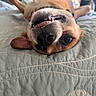dog, pet, bed, upside_down, smiling, quilt, close_up, animal, canine, happy, playful, indoor, cute, fur, nose, whiskers, ears, teeth, resting, cozy