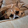 dog, pet, blanket, cushion, cozy, indoors, resting, brown_fur, close_up, snuggled, relaxed, ear_up, soft_texture, sleepy, comfortable, home, animal, cute, fur, portrait