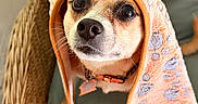 Ellibee joined the competition — help win amazing prizes! dog, towel, orange, paw_prints, chair, cushion, cute, pet, animal, indoor, looking_up, cozy, fur, ears, nose, whiskers, collar, domestic_animal, expression, close_up