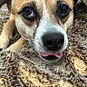 dog, close_up, pet, animal, cute, tongue, fur, blanket, brown, white, black_nose, eyes, ears, lying_down, cozy, soft_texture, portrait, indoor, expression, playful