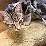 Megatron joined the competition — help win amazing prizes! cat, kitten, tabby, animal, pet, outdoor, rock, curious, whiskers, closeup, young, feline, leash, nature, mammal, fur, ears, eyes, focus, background_blur