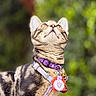 Megatron is registered to the contest to win money with this photo: animal, bell, cat, closeup, collar, curious, cute, domestic_cat, ears, fur, greenery, harness, looking_up, nature, outdoor, pet, portrait, tabby, tag, whiskers