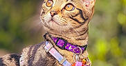 Megatron joined the competition — help win amazing prizes! alert, animal, cat, closeup, collar, cute, domestic_cat, ears, fur, green_background, looking_up, mammal, nature, outdoor, pet, portrait, tabby, tag, whiskers, young_cat