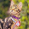 Megatron joined the competition — help win amazing prizes! cat, tabby, pet, collar, tag, animal, outdoor, fur, whiskers, ears, closeup, portrait, nature, green_background, cute, domestic_cat, alert, looking_up, young_cat, mammal