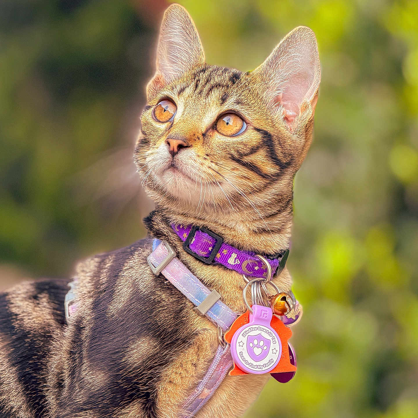 Megatron joined the competition — help win amazing prizes! cat, tabby, pet, collar, tag, animal, outdoor, fur, whiskers, ears, closeup, portrait, nature, green_background, cute, domestic_cat, alert, looking_up, young_cat, mammal