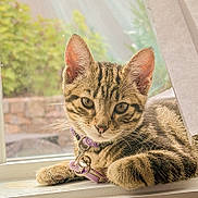 Megatron joined the competition — help win amazing prizes! cat, kitten, tabby, collar, window, windowsill, pet, feline, whiskers, ears, fur, animal, domestic_animal, young, resting, indoor, closeup, cute, curious, natural_light