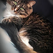 Pheobe is registered to the contest to win money with this photo: animal, cat, close_up, companion, cozy, curled_up, cute, domestic_animal, feline, fur, green_eyes, indoor, mammal, pet, portrait, resting, sleepy, soft_light, tabby, whiskers