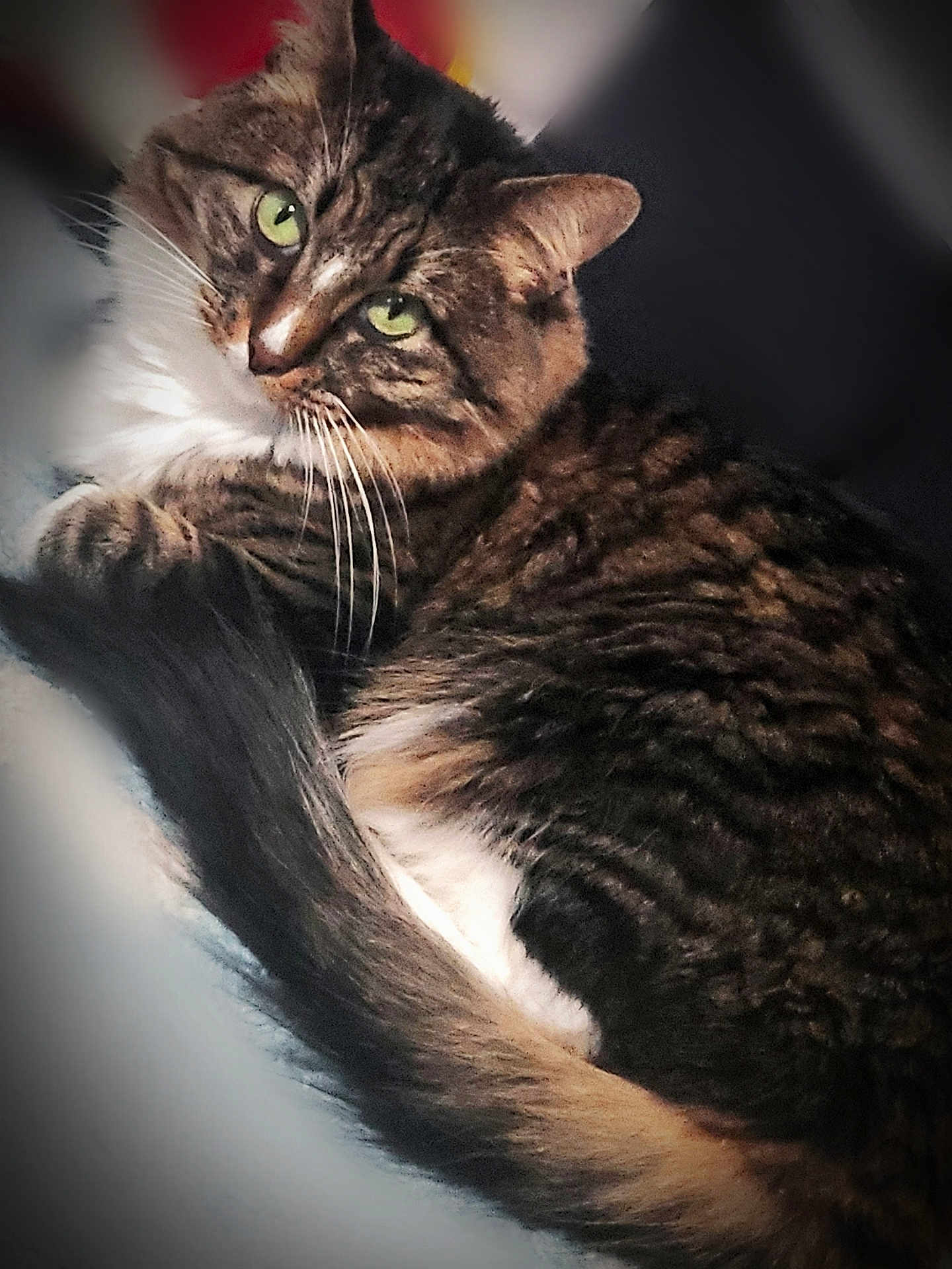 Pheobe