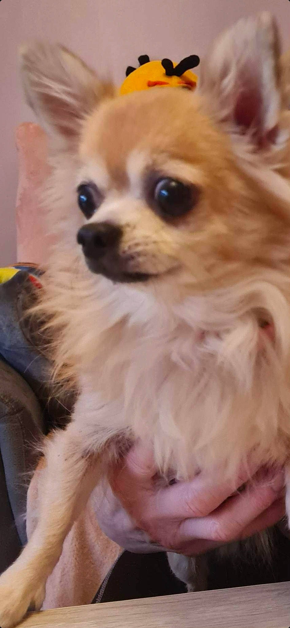 Hatchi a rejoint le concours — aidez-le/la à gagner de superbes lots ! canidae, carnivore, companion_dog, corgi_chihuahua, dog, dog_breed, dog_supply, ear, fawn, fur, german_spitz, german_spitz_klein, liver, pomeranian, snout, sporting_group, toy_dog, volpino_italiano, whiskers, working_animal