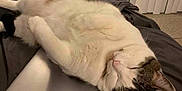 Ollie is registered to the contest to win money with this photo: cat, sleeping, laptop, couch, indoor, relaxing, pet, fur, whiskers, ears, closed_eyes, resting, home, technology, cozy, domestic, feline, comfortable, soft, quiet