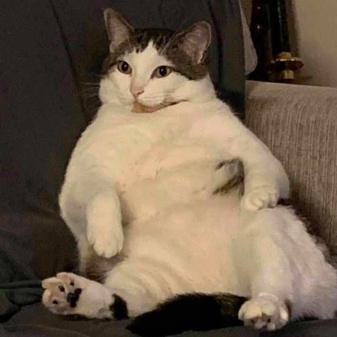Ollie is registered to the contest to win money with this photo: animal, cat, chubby, comfort, couch, cute, domestic, face, feline, funny_pose, furry, indoor, paw, pet, relaxed, resting, sitting, tabby, whiskers, white_fur