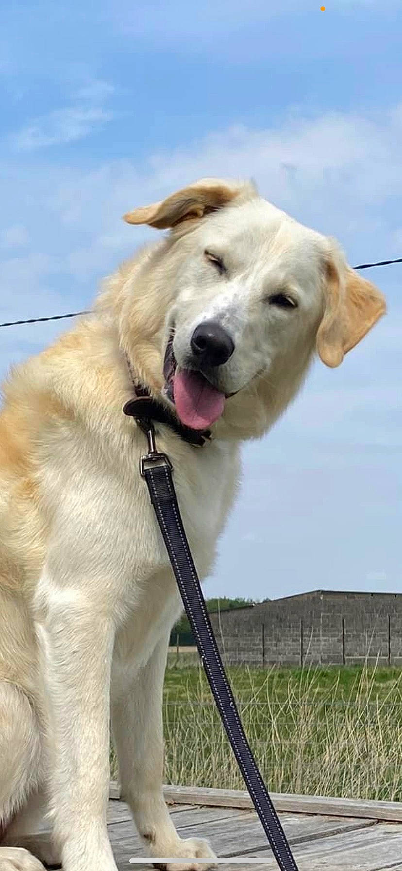 Marty participe au concours pour gagner de l'argent avec cette photo : canidae, carnivore, cloud, collar, companion_dog, dog, dog_breed, dog_collar, dog_supply, fawn, fence, fur, grass, leash, pet_supply, plant, sky, snout, sporting_group, working_animal