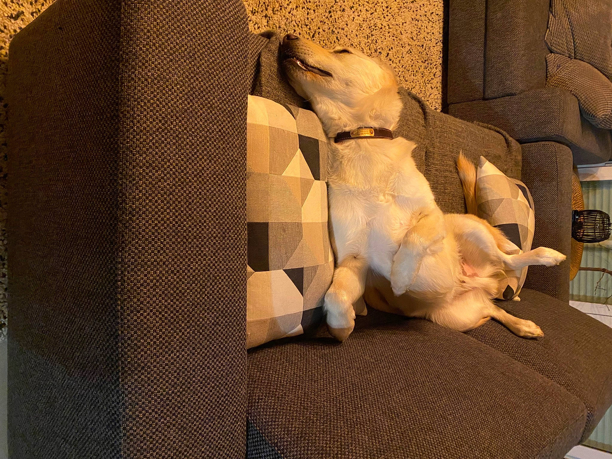 Marty a rejoint le concours — aidez-le/la à gagner de superbes lots ! art, canidae, carnivore, comfort, companion_dog, couch, dog, dog_breed, fawn, linens, pet_supply, room, snout, sporting_group, stuffed_toy, terrestrial_animal, toy, visual_arts, wood, working_animal