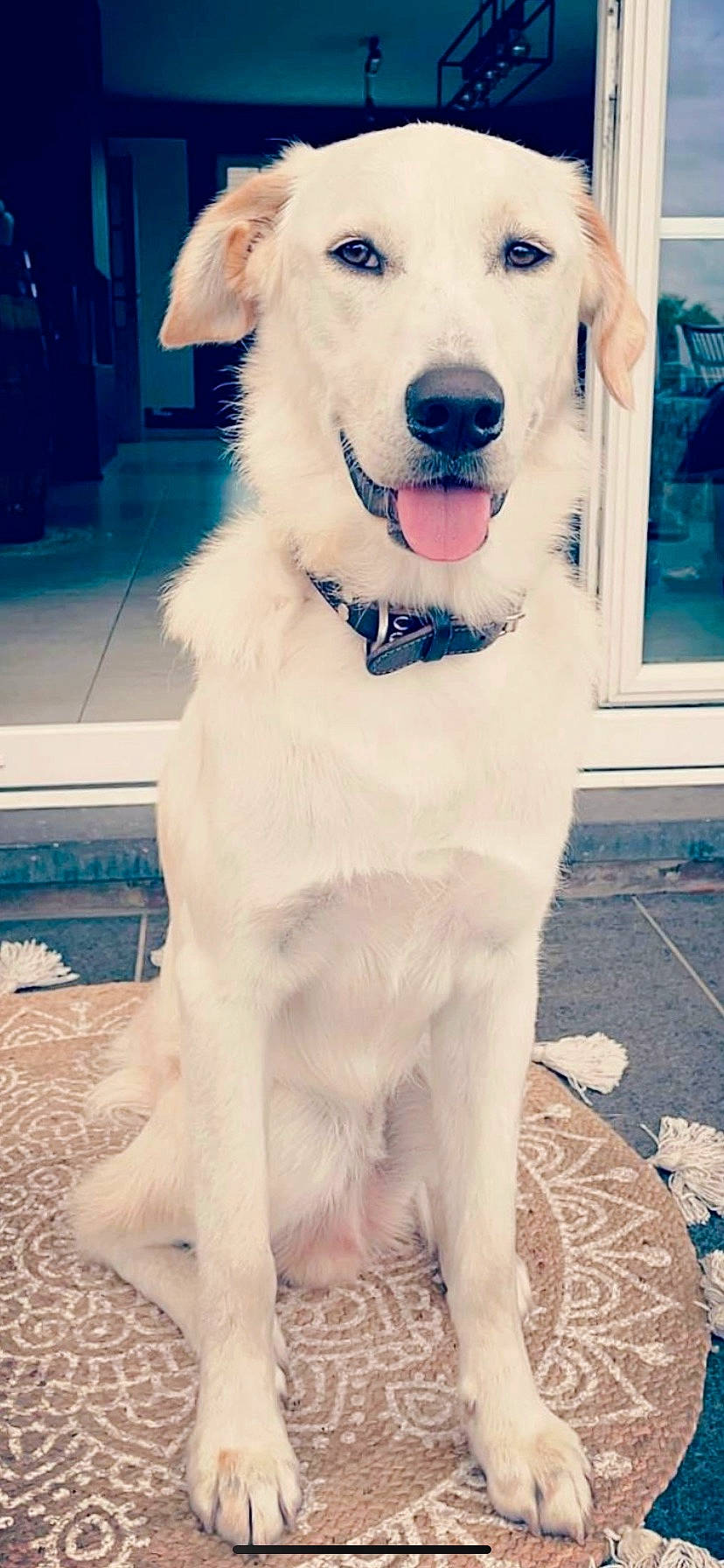 Marty participe au concours pour gagner de l'argent avec cette photo : blue, canidae, carnivore, collar, companion_dog, dog, dog_breed, dog_collar, dog_supply, door, fawn, fur, paw, pet_supply, snout, sporting_group, tail, whiskers, window, working_animal