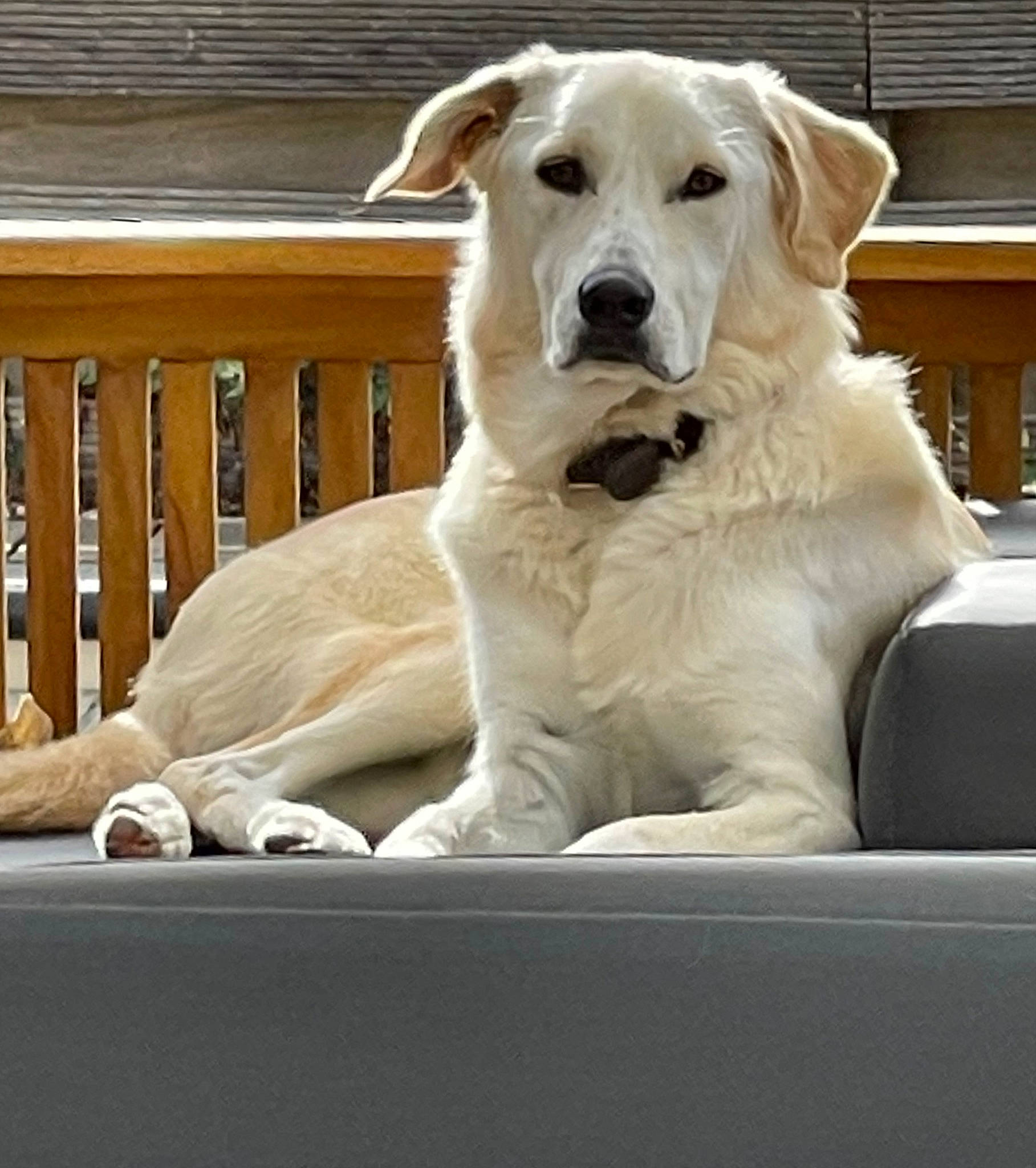 Marty participe au concours pour gagner de l'argent avec cette photo : canidae, carnivore, collar, comfort, companion_dog, dog, dog_breed, dog_collar, fawn, fence, fur, labrador_retriever, pet_supply, retriever, sporting_group, tail, terrestrial_animal, whiskers, wood, working_animal