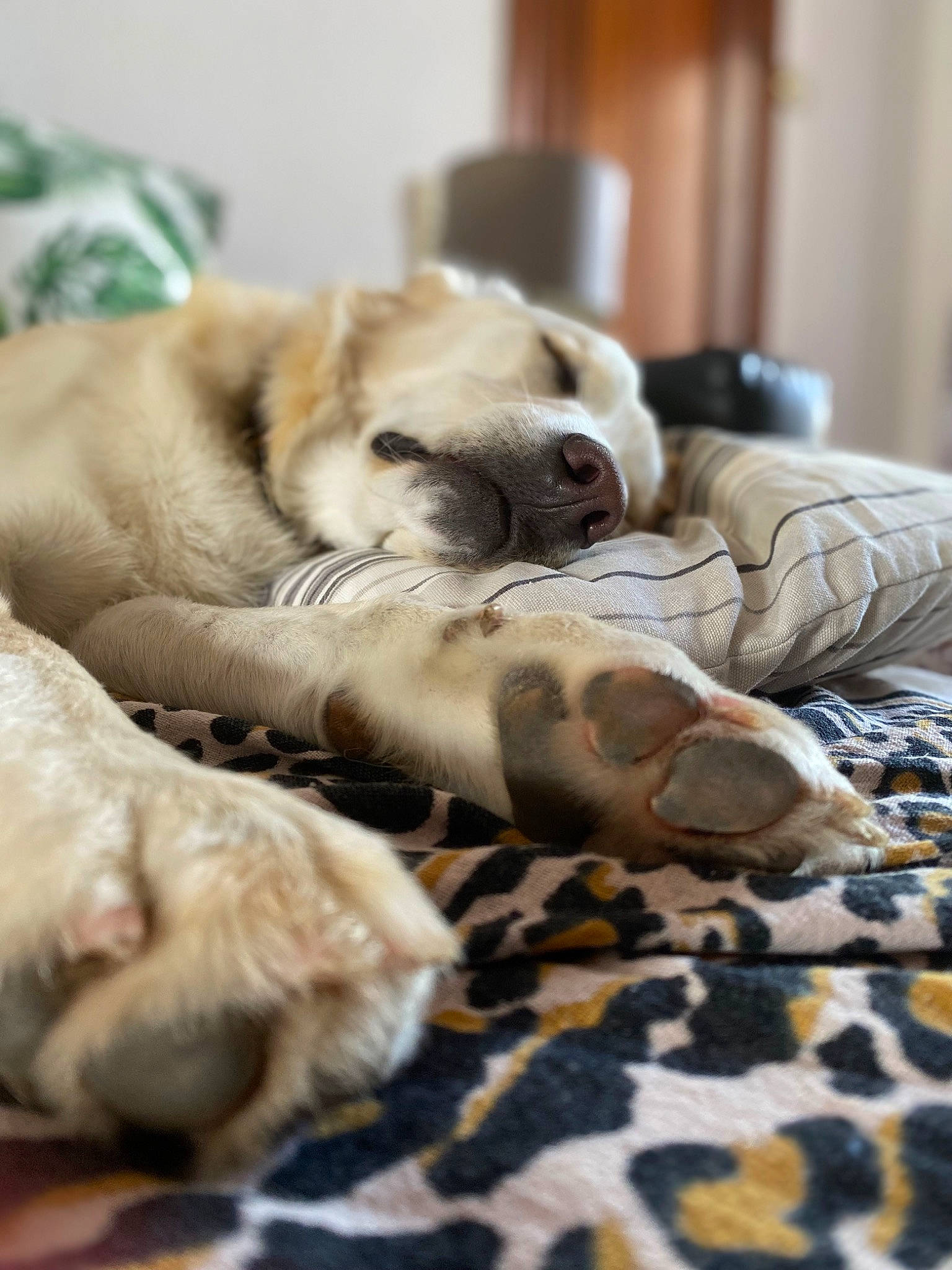 Marty participe au concours pour gagner de l'argent avec cette photo : canidae, carnivore, comfort, companion_dog, dog, dog_breed, dog_supply, duvet, fawn, flooring, fur, linens, nap, paw, room, sporting_group, terrestrial_animal, whiskers, wood, working_animal