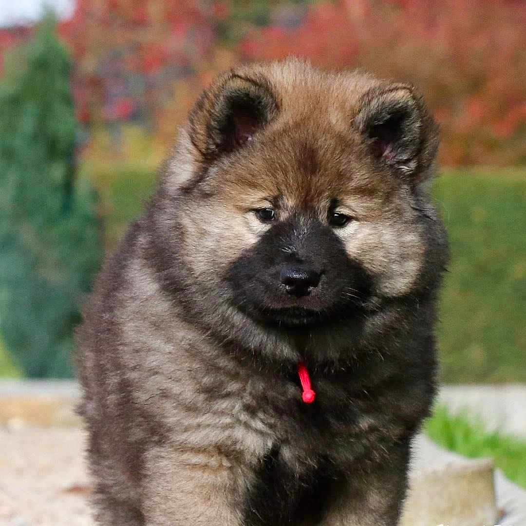 Nanook