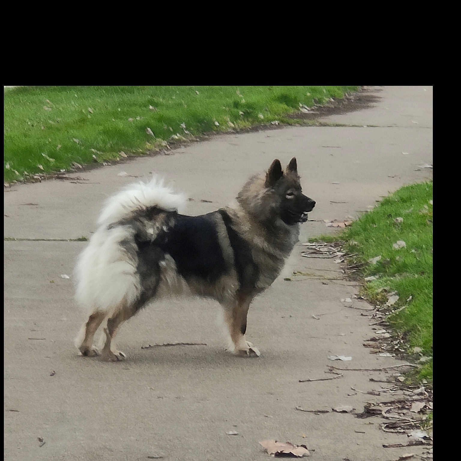 Nanook