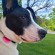 Mia joined the competition — help win amazing prizes! dog, pet, black_and_white, close_up, side_profile, outdoor, grass, trees, sky, collar, tag, animal, canine, nature, ears, snout, fur, daylight, portrait, looking_away