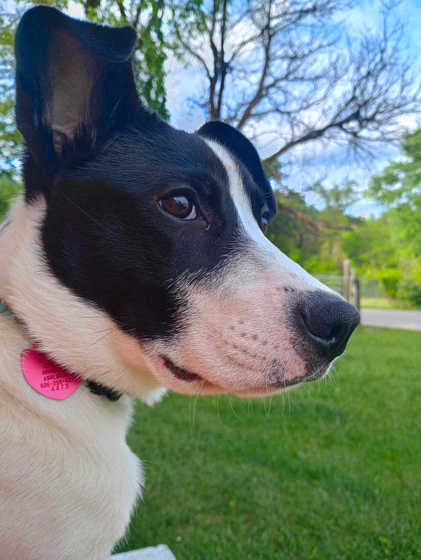 Mia joined the competition — help win amazing prizes! dog, pet, black_and_white, close_up, side_profile, outdoor, grass, trees, sky, collar, tag, animal, canine, nature, ears, snout, fur, daylight, portrait, looking_away