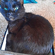 Missie is registered to the contest to win money with this photo: animal, black_cat, box, carpet, cat, cozy, curled_up, cute, domestic_cat, feline, fur, green_eyes, indoor, jar, looking_up, pet, relaxed, small_space, teal_cloth, whiskers