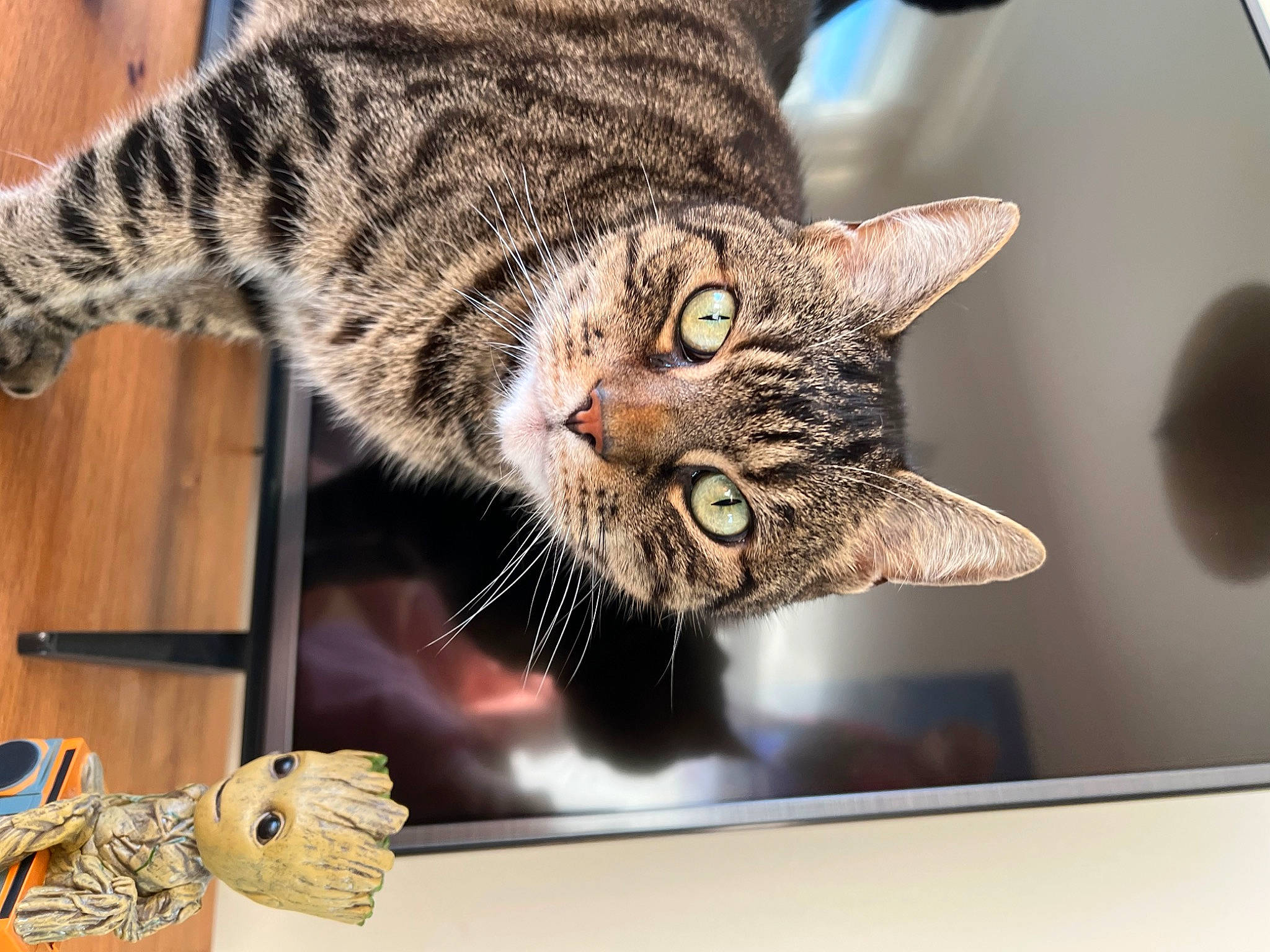 Gibson joined the competition — help win amazing prizes! carnivore, cat, domestic_short_haired_cat, felidae, fur, insect, paw, rectangle, small_to_medium_sized_cats, snout, terrestrial_animal, whiskers, wildlife, window, wood