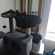 Dessa joined the competition — help win amazing prizes! black_cat, cat_tree, indoor, pet, feline, green_eyes, mirror, window, carpet, household_items, perch, relaxed, curious, furniture, domestic, animal, resting, cozy, light, room