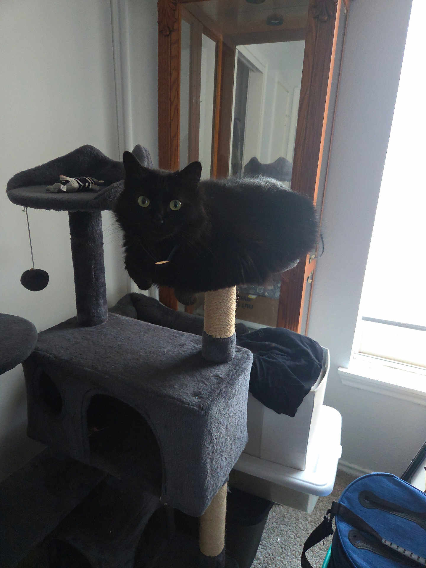 Dessa joined the competition — help win amazing prizes! black_cat, cat_tree, indoor, pet, feline, green_eyes, mirror, window, carpet, household_items, perch, relaxed, curious, furniture, domestic, animal, resting, cozy, light, room