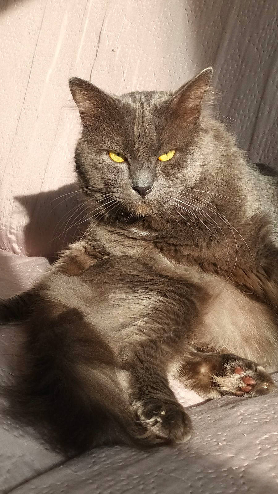 Roméo a rejoint le concours — aidez-le/la à gagner de superbes lots ! carnivore, cat, claw, domestic_short_haired_cat, eye, felidae, fur, grey, iris, monochrome, monochrome_photography, palm_tree, paw, sitting, small_to_medium_sized_cats, snout, tail, terrestrial_animal, whiskers, wildlife