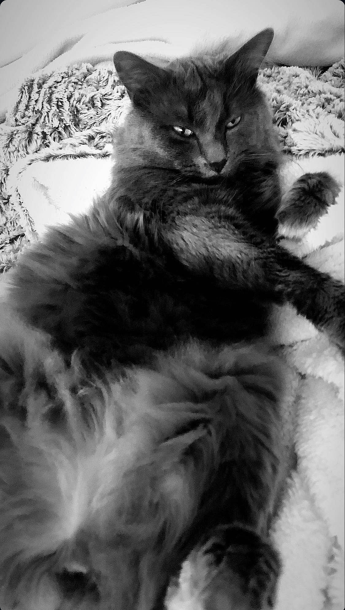 Roméo participe au concours pour gagner de l'argent avec cette photo : black_and_white, black_cat, british_longhair, carnivore, cat, claw, comfort, domestic_short_haired_cat, felidae, fur, grey, iris, monochrome, monochrome_photography, paw, small_to_medium_sized_cats, snout, style, tail, whiskers