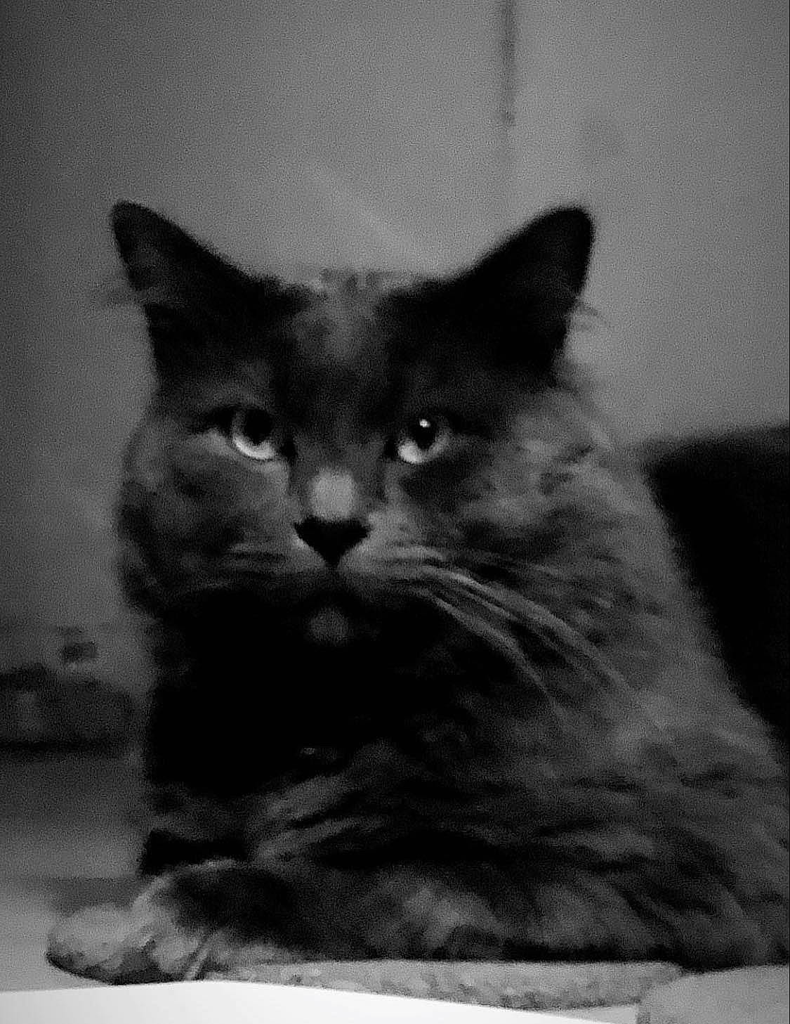 Roméo participe au concours pour gagner de l'argent avec cette photo : british_longhair, carnivore, cat, domestic_short_haired_cat, felidae, fur, grey, iris, monochrome, monochrome_photography, small_to_medium_sized_cats, snout, terrestrial_animal, whiskers