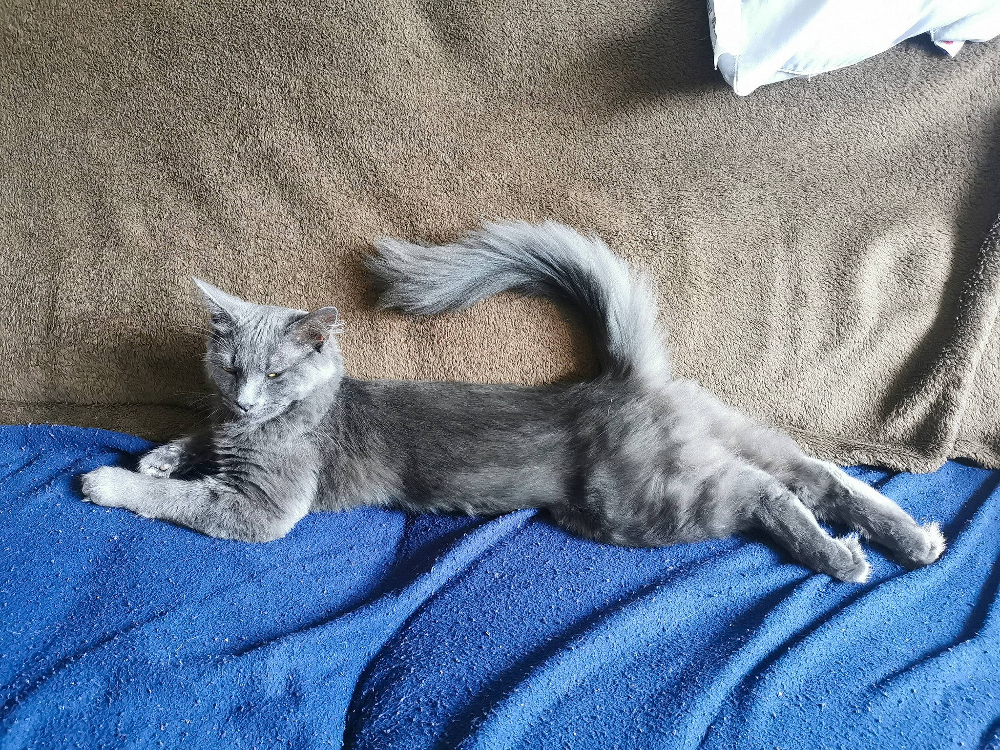 Roméo a rejoint le concours — aidez-le/la à gagner de superbes lots ! canidae, carnivore, cat, claw, comfort, domestic_short_haired_cat, electric_blue, fawn, felidae, fur, grey, linens, nap, paw, sitting, small_to_medium_sized_cats, snout, tail, whiskers, wildlife