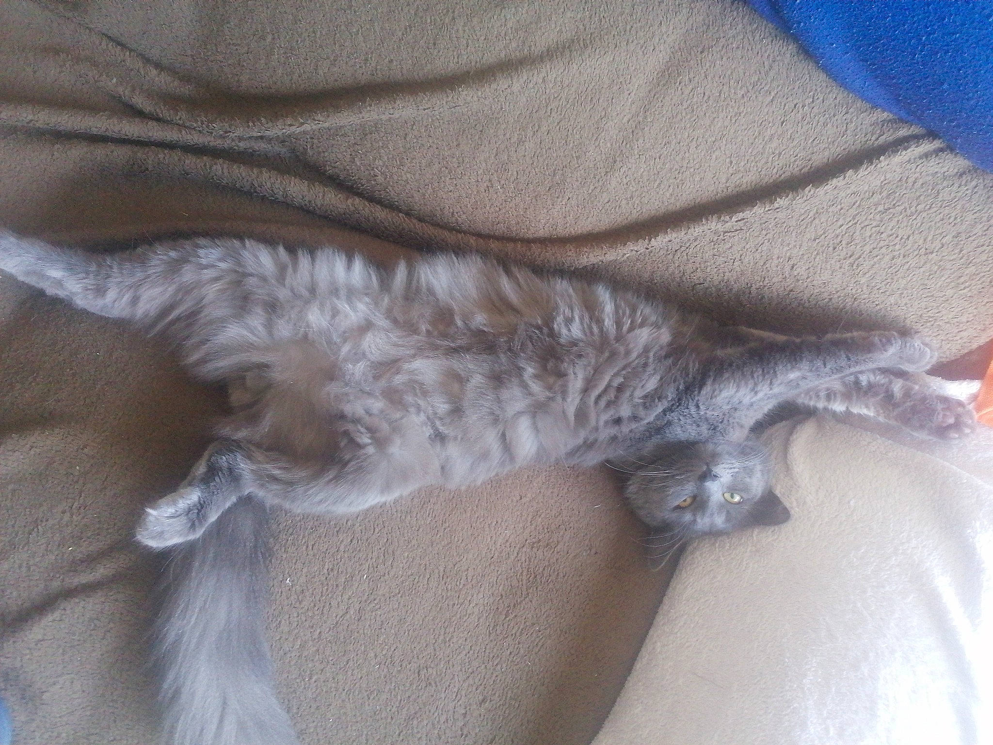 Roméo a rejoint le concours — aidez-le/la à gagner de superbes lots ! bed, carnivore, cat, claw, comfort, couch, dog_breed, domestic_short_haired_cat, felidae, fur, gesture, grey, human_leg, linens, nap, paw, sleep, small_to_medium_sized_cats, tail, whiskers