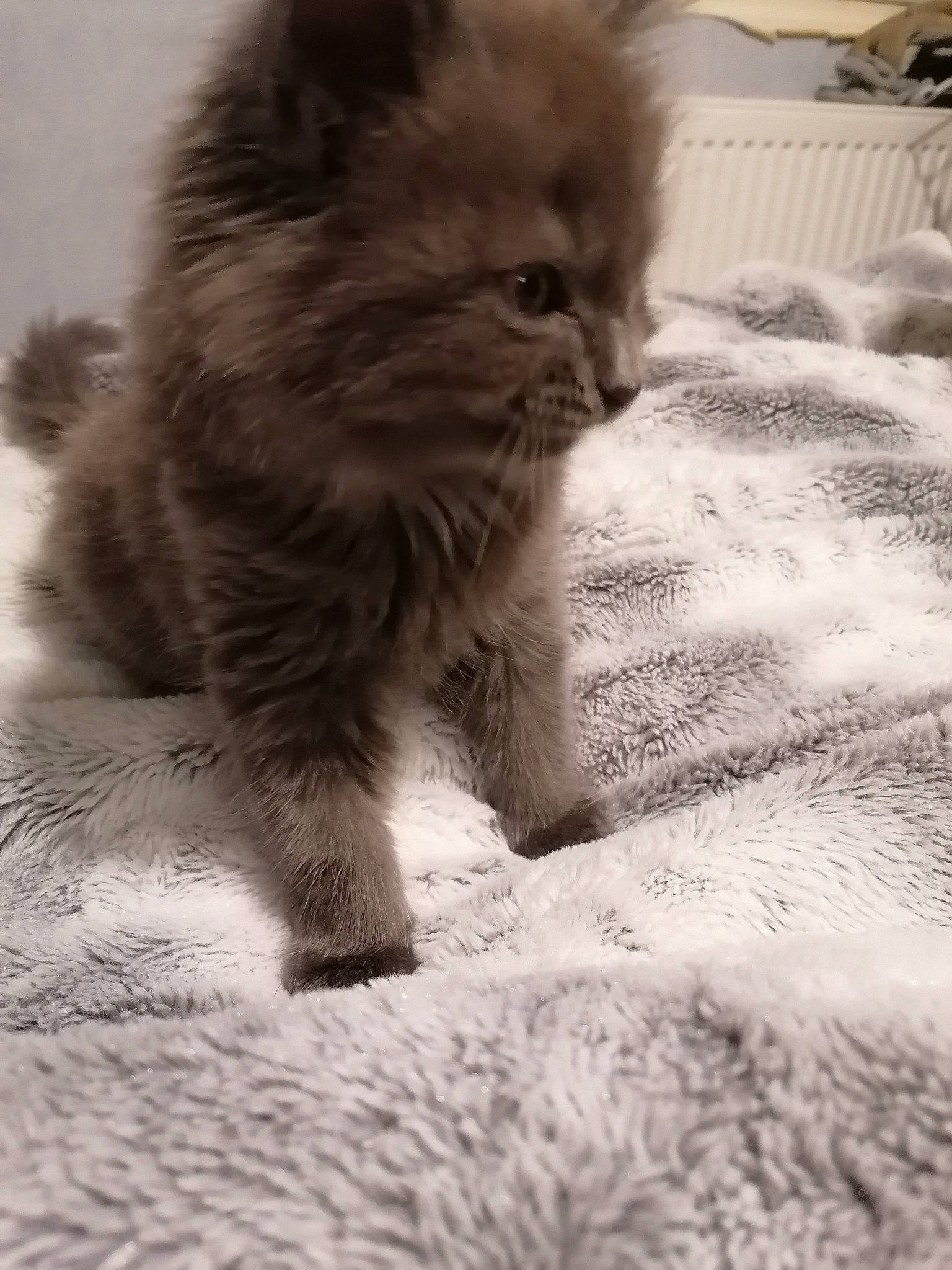 Roméo a rejoint le concours — aidez-le/la à gagner de superbes lots ! british_longhair, carnivore, cat, claw, domestic_short_haired_cat, eye, fawn, felidae, flooring, fur, monochrome, monochrome_photography, paw, persian, small_to_medium_sized_cats, snout, soil, tail, terrestrial_animal, whiskers