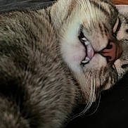 Echo joined the competition — help win amazing prizes! animal, cat, close_up, cute, domestic_cat, ear, face, feline, fur, indoor, lying_down, mouth_open, nose, pet, relaxed, sleeping, soft, tabby, teeth, whiskers