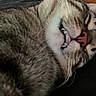 cat, tabby, sleeping, close_up, mouth_open, teeth, whiskers, fur, pet, animal, indoor, relaxed, cute, nose, ear, face, lying_down, domestic_cat, feline, soft