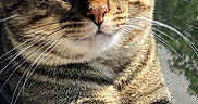 Echo joined the competition — help win amazing prizes! cat, tabby, green_eyes, window, screen, fur, whiskers, sunlight, closeup, pet, animal, relaxed, indoor, nature_reflection, mammal, cute, portrait, striped, feline, resting