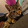 Echo is registered to the contest to win money with this photo: cat, tabby, crown, purple, close_up, pet, indoor, feline, whiskers, fur, cute, animal, resting, cozy, face, ears, paw, string, fabric, couch