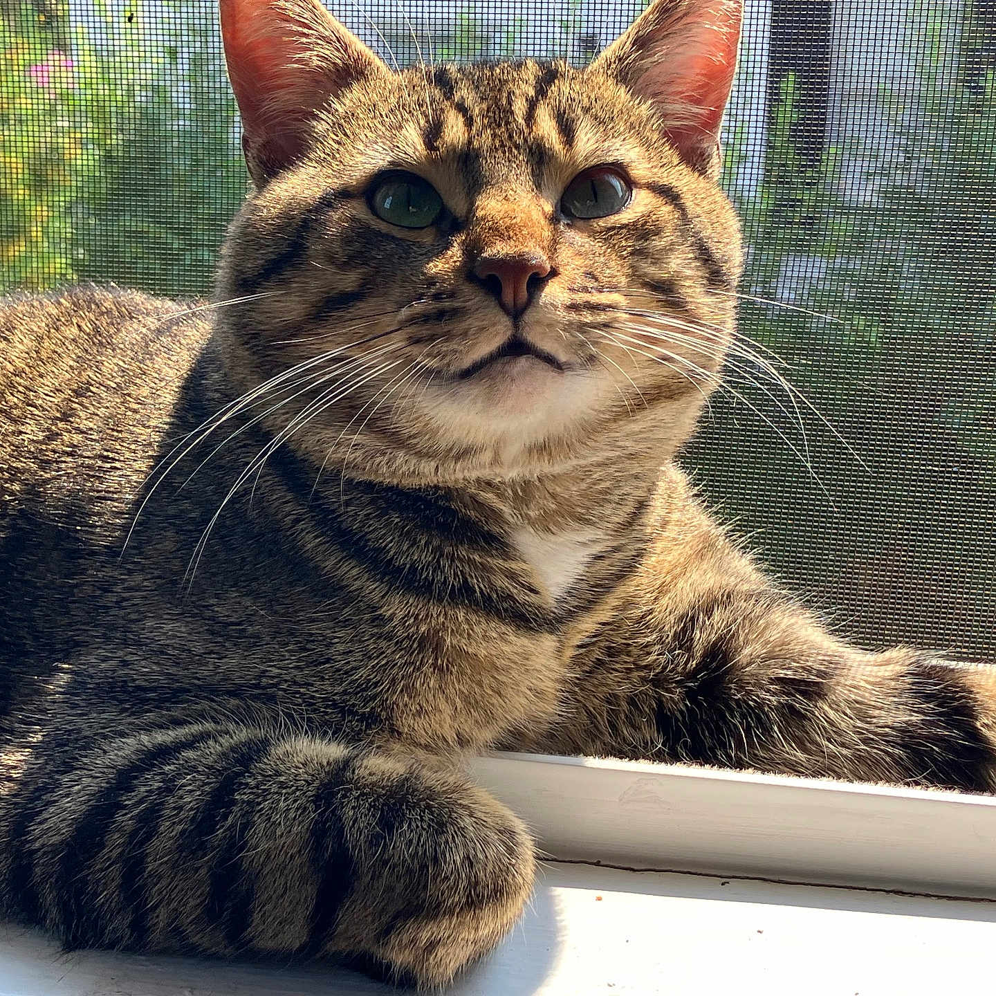Echo joined the competition — help win amazing prizes! cat, tabby, windowsill, sunlight, whiskers, fur, pet, animal, closeup, relaxed, indoor, mesh_screen, greenery, daylight, portrait, striped, mammal, cute, domestic_cat, window