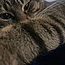 Echo joined the competition — help win amazing prizes! cat, tabby, close_up, whiskers, eyes, feline, fur, animal, pet, cozy, soft_texture, striped, mammal, indoor, relaxed, portrait, closeup, cute, sleepy, domestic_cat