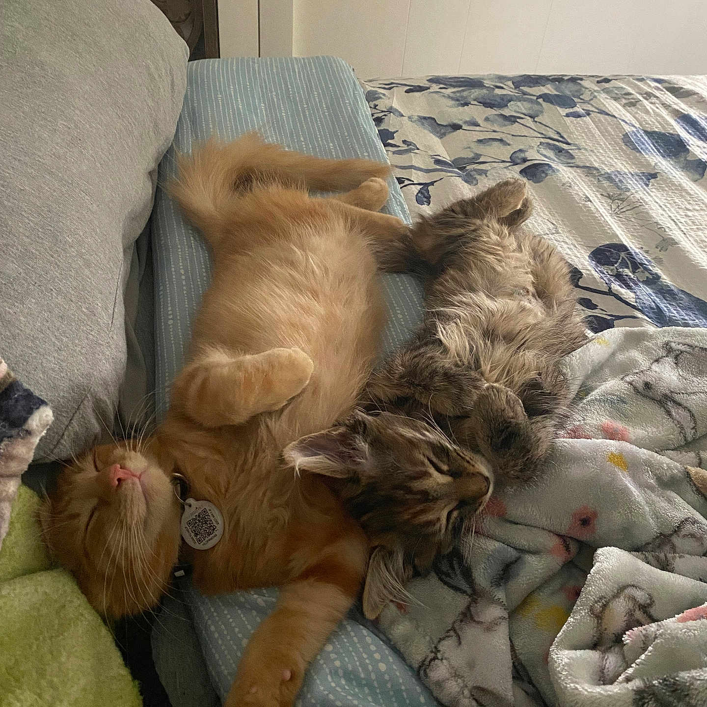 Daisy And Denny is registered to the contest to win money with this photo: animal, bed, blanket, cat, comfort, cozy, cuddle, cute, domestic, feline, fluffy, fur, indoor, orange_cat, pets, relaxing, resting, sleeping, soft, tabby