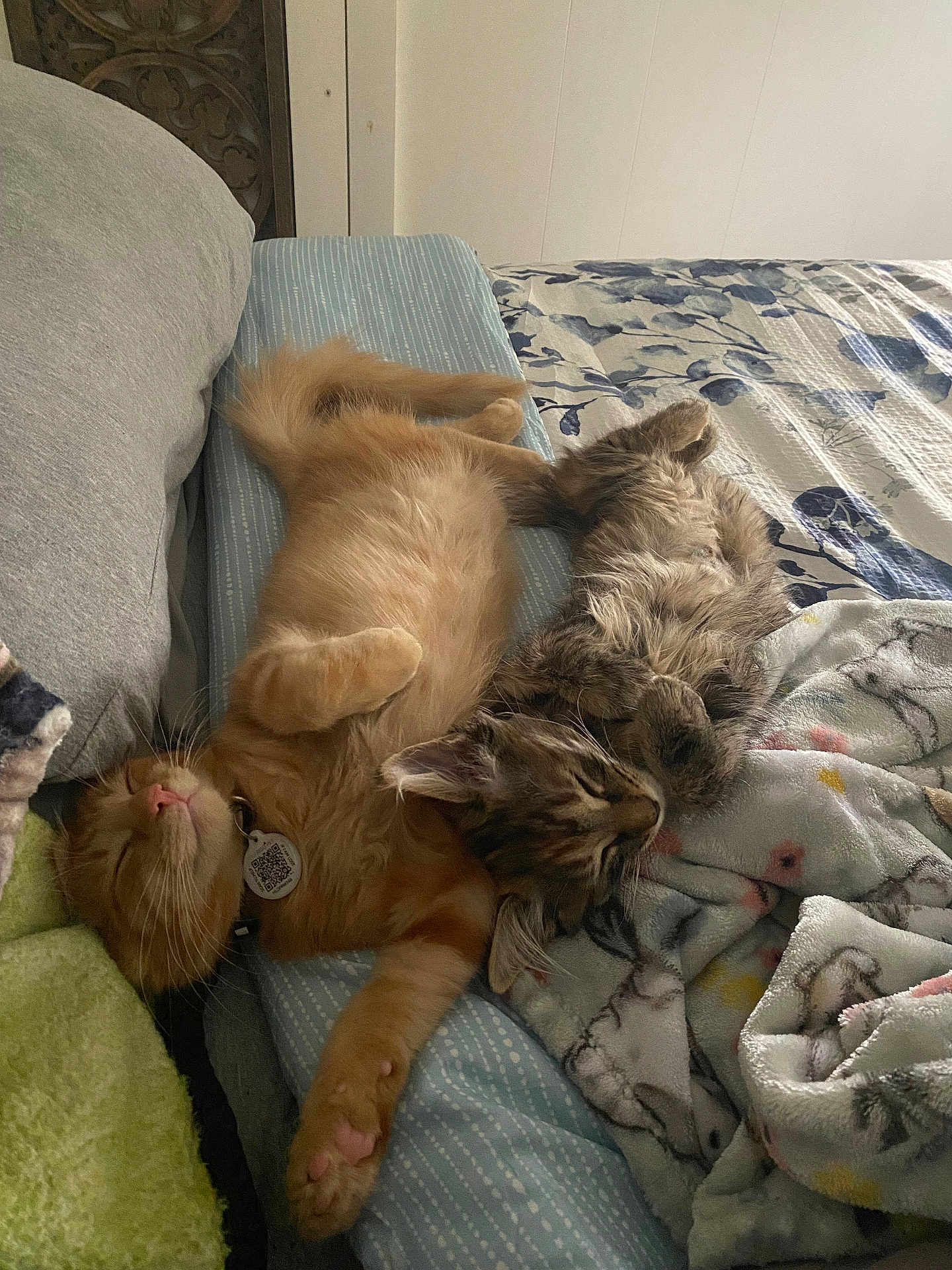 Daisy And Denny is registered to the contest to win money with this photo: cat, sleeping, bed, blanket, cozy, feline, cute, pets, indoor, resting, fur, tabby, orange_cat, fluffy, cuddle, relaxing, animal, domestic, soft, comfort