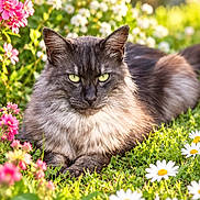 Nicky participe au concours pour gagner de l'argent avec cette photo : animal, bokeh, cat, close_up, daisies, flowers, fluffy_cat, garden, grass, gray_fur, green_eyes, long_hair, nature, outdoors, pet, pink_flowers, portrait, resting, sitting, sunlight