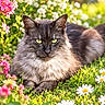 animal, bokeh, cat, close_up, daisies, flowers, fluffy_cat, garden, grass, gray_fur, green_eyes, long_hair, nature, outdoors, pet, pink_flowers, portrait, resting, sitting, sunlight